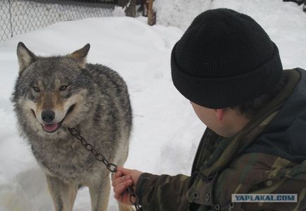 Вуха вовка в домашніх умовах