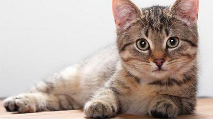 Sfaturi și trucuri pentru îngrijirea pisicilor