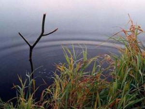 Дізнайтеся як ловити ляща і підлящика правильно »