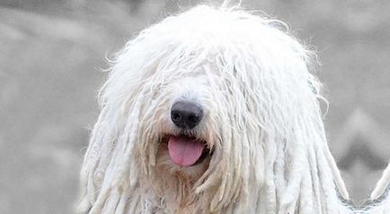 Câine ciobănesc maghiar - Komondor fotografie și descrierea rasei