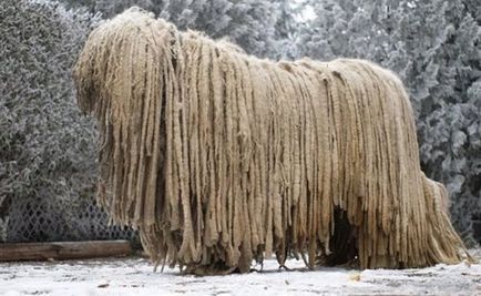 Câine ciobănesc maghiar - Komondor fotografie și descrierea rasei