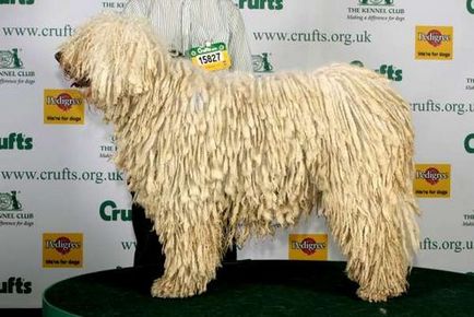 Câine ciobănesc maghiar - Komondor fotografie și descrierea rasei