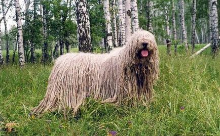 Câine ciobănesc maghiar - Komondor fotografie și descrierea rasei