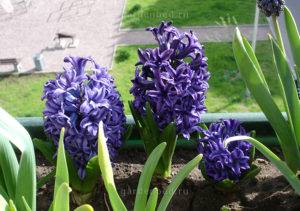 Flori de primăvară bulbous pe balcon, plante decorative - descrieri și recomandări pentru îngrijire