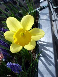 Весняні цибулинні квіти на балконі, декоративні рослини - опису та рекомендації по догляду
