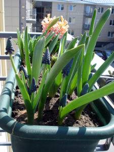 Весняні цибулинні квіти на балконі, декоративні рослини - опису та рекомендації по догляду