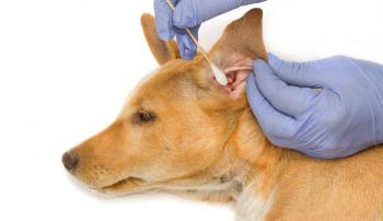 Ветеринарія собак - лікування, профілактика хвороб, догляд за вихованцями