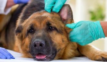 Ветеринарія собак - лікування, профілактика хвороб, догляд за вихованцями