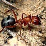 Tipuri de furnici un mugur imens, mari transportatori de lemn, de lucru amazoane, specii în Rusia, cel mai mult