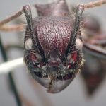 Ant faj óriási hangyaboly, nagy asztalos, dolgozó amazon fajok Oroszország, a legtöbb