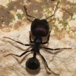 Види мурах величезний мурашник, великі деревоточці, робочі амазонки, види в росії, самі