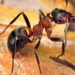 Tipuri de furnici un mugur uriaș, mari transportatori de lemn, amazoni de lucru, specii din Rusia, cel mai mult