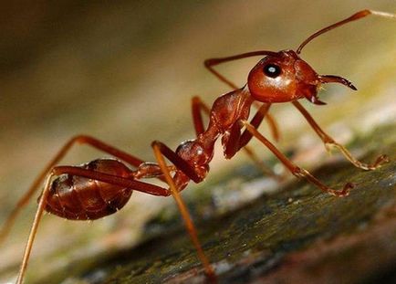 Tipuri de furnici un mugur imens, mari transportatori de lemn, de lucru amazoane, specii în Rusia, cel mai mult