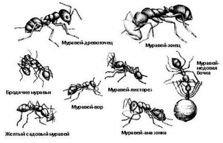 Ant faj óriási hangyaboly, nagy asztalos, dolgozó amazon fajok Oroszország, a legtöbb