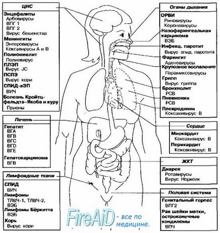 Típus (képviselői) Neurotrop vírusok