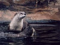 Otter, vidra râu (lutra lutra), obiceiuri vidra, vânător, pui, porechnya, respectare,