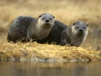 Otter, vidra râu (lutra lutra), obiceiuri vidra, vânător, pui, porechnya, respectare,