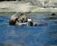 Otter, vidra râu (lutra lutra), obiceiuri vidra, vânător, pui, porechnya, respectare,