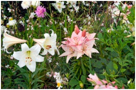 Cultivați bulbi flori la domiciliu, pe balcon, în grădină