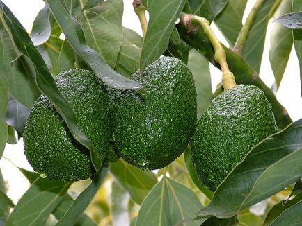 Cultivarea avocado pe teren deschis - natura înconjurătoare, fapte cognitive despre animale și