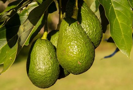 Cultivarea avocado pe teren deschis - natura înconjurătoare, fapte cognitive despre animale și