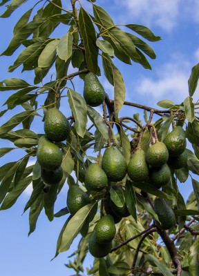 Cultivarea avocado pe teren deschis