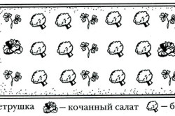 Cultivarea broccoli în țară