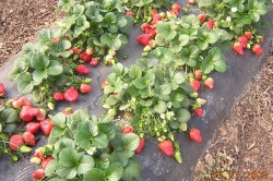 Cultivarea etapelor de bază ale căpșunilor