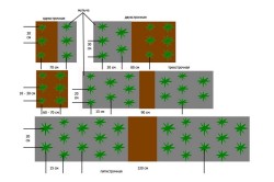 Cultivarea etapelor de bază ale căpșunilor