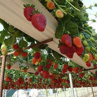 Cultivarea căpșunilor în canale de scurgere