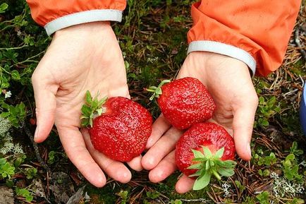 Cultivarea căpșunilor în jgheaburi prezintă 2616