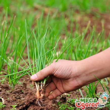 Növekvő hagymát a zöldek a legjobb fajták, ültetés és gondozási tippek