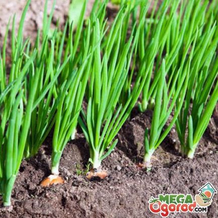 Növekvő hagymát a zöldek a legjobb fajták, ültetés és gondozási tippek