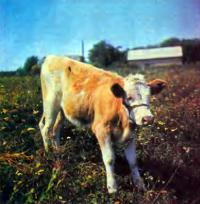 Вирощування молодняку ​​корів в холодний період (тваринництво - корови)