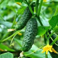 Вирощування огірків в теплиці - інструкція як отримати високий урожай