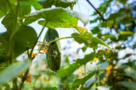 Cultivarea castraveților într-o seră - cum să obțineți o recoltă înaltă