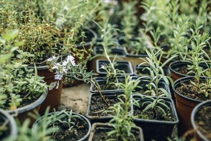 Cultivarea rozmarinului în plantarea apartamentului, îngrijire și alte nuanțe