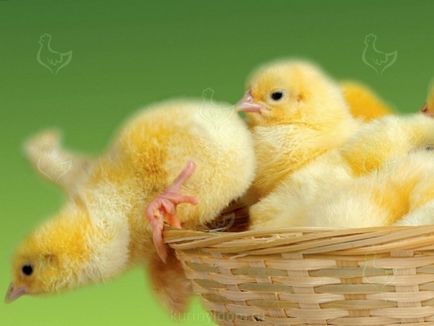 Mortalitatea ridicată a găinilor din ce motiv