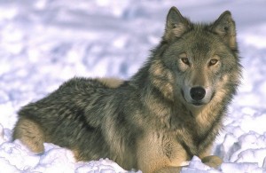 Wolf - supraviețuire în sălbăticie și situații extreme