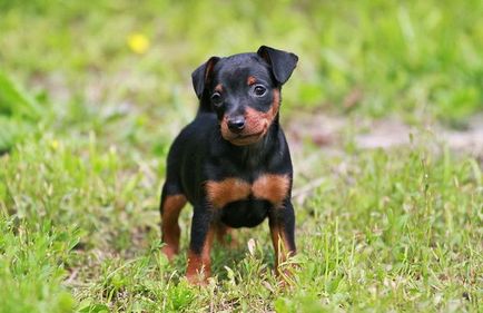 Educația zwergpinscher - viitoarea stea a expozițiilor - clubul iubitorilor de câini mici