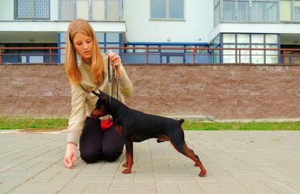 Educația zwergpinscher - viitoarea stea a expozițiilor - clubul iubitorilor de câini mici