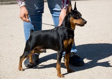 Educația zwergpinscher - viitoarea stea a expozițiilor - clubul iubitorilor de câini mici