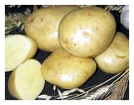 Все про картоплю Ласунок, класика жанру картоплярства