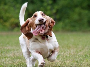 Minden, ami a fajta Basset Hound