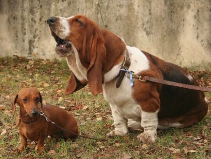 Minden, ami a fajta Basset Hound (rock) Minden, ami a fajta Basset Hound