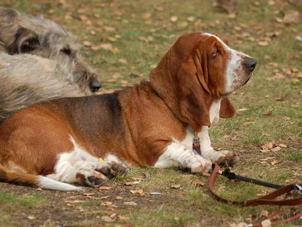 Totul despre rasa Basset Hound