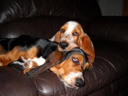 Totul despre rasa Basset Hound