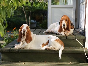 Minden, ami a fajta Basset Hound (kopó) Minden, ami a fajta Basset Hound