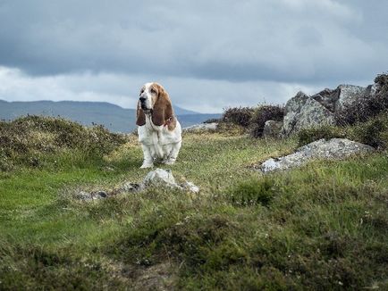 Totul despre rasa Basset Hound