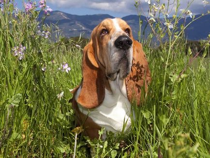 Minden, ami a fajta Basset Hound (kopó) Minden, ami a fajta Basset Hound